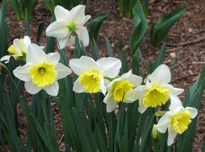Daffodil or Narcissus Blossoms