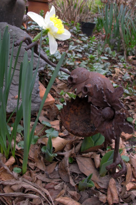 Daffodil in Sara's Garden 