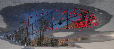 Red Rose Petals in a Playground Puddle