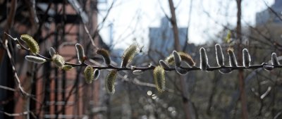 Pussy Willow Blossoms on the Highline