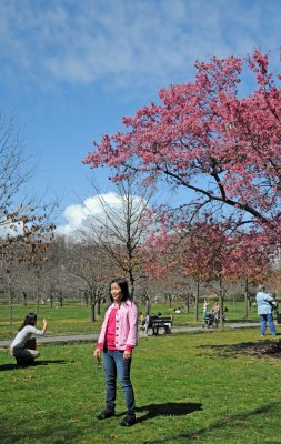 Cherry Blossom Season Begins