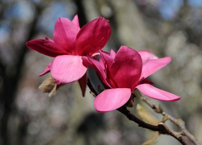 Ruby Magnolia Blossoms