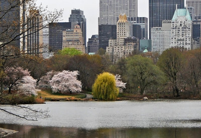 Spring Foliage &  Blossoms on the Lake Shore 