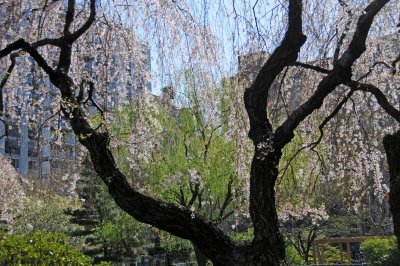 Weeping Cherry, Willow & Pine Trees
