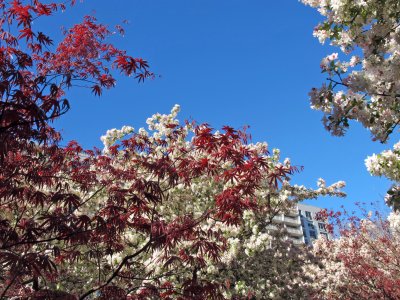 Crab Apple Tree Blossoms & Red Leaf Maple Folige