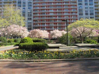 April 1-6, 2012 - Washington Square Village Gardens