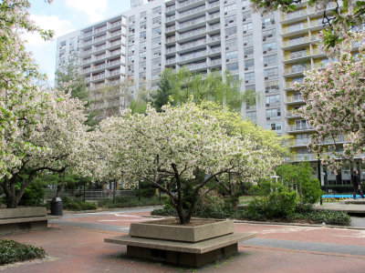 April 9-13, 2012 Photo Shoot - Greenwich Village Gardens, Union Square, Peter Stuyvesant Square Area & Gramercy Park