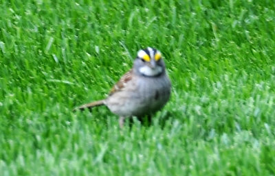 White Throated Sparrow - Zonotrichia albicollis