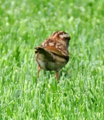 White Throated Sparrow - Zonotrichia albicollis