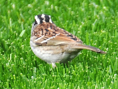 White Throated Sparrow - Zonotrichia albicollis