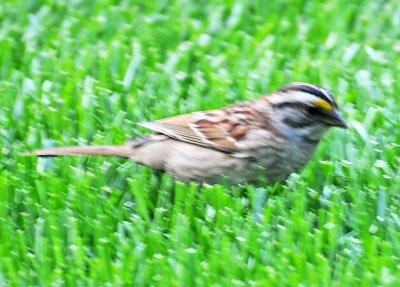 White Throated Sparrow - Zonotrichia albicollis