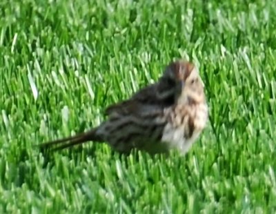 Song Sparrow - Melospiza melodia