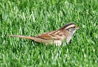White Throated Sparrow - Zonotrichia albicollis