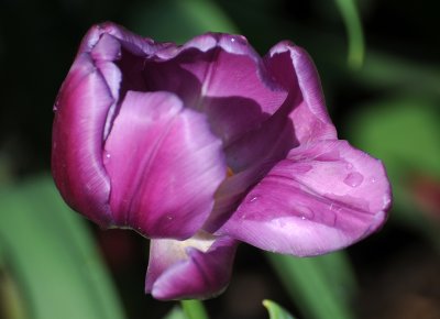 Tulip