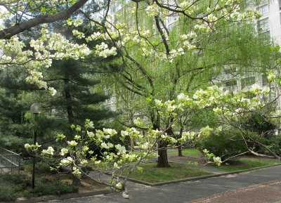 Spring 2012 - Washington Square Village Sasaki Garden & Landscape