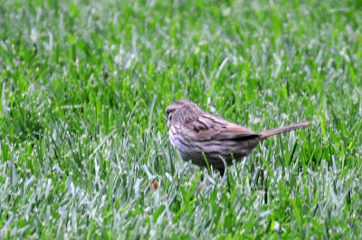 Song Sparrow - Melospiza melodia