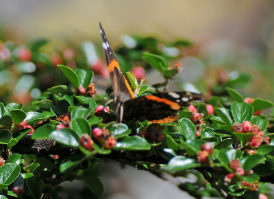 Red Admiral Butterfly