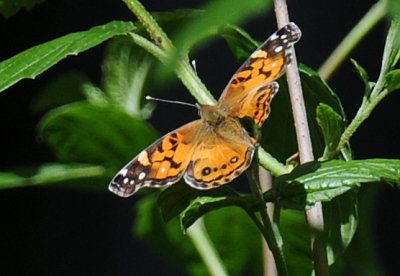 American Lady Butterfly