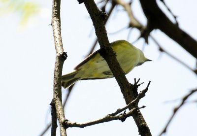 Blue-Headed Vireo or Vireo solitarius