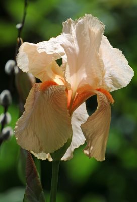Iris