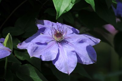 Clematis