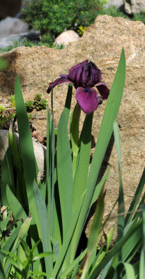 Iris