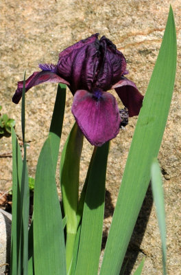 Iris