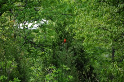 Scarlet Tanager or Piranga indoviciana 