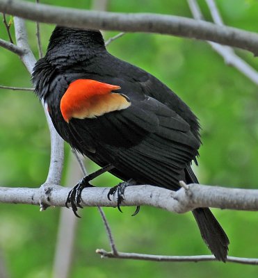Red Winged Blackbird or Agelaius  phoeniceus