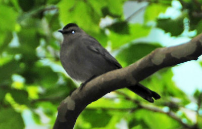 Gray Catbird