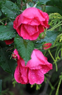 Raindrops on Red Roses