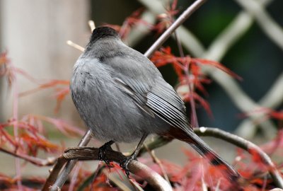 Gray Catbird