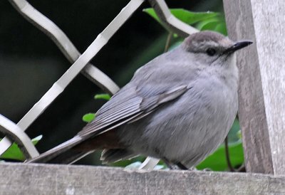 Gray Catbird