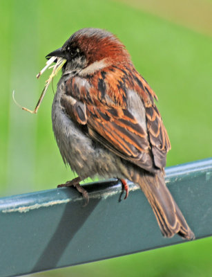 Male House Sparrow Collecting Nesting Material