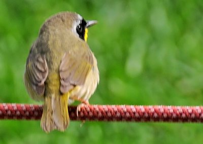 Male Common Yellowthroat Warbler