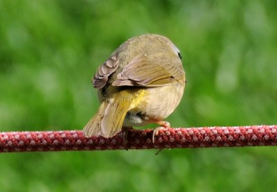 Male Common Yellowthroat Warbler