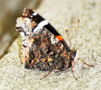 Red Admiral Butterfly