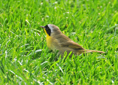 Male Common Yellowthroat Warbler