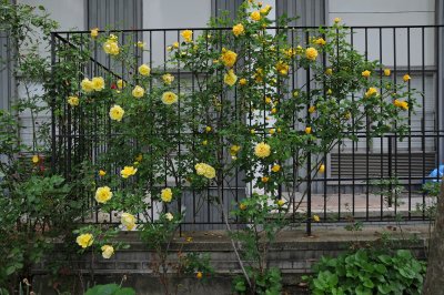 Yellow Rose Bush
