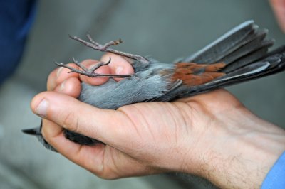 Stunned Grey Catbird