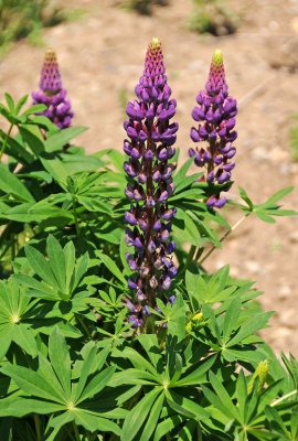 Lupine