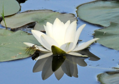Spider on a  Water Lily