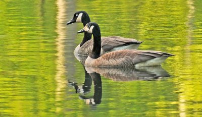 Canadian Geese