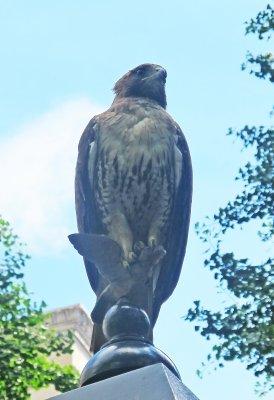 A Red-Tailed Hawk Grasping an Eagle Finial on a Lamp Post