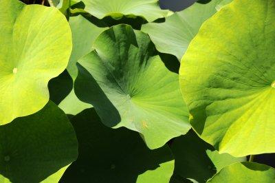 Lotus Foliage