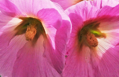 Owl's Eyes in Hollyhock Blossoms