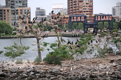 Cormorant Rookery on the East River U Thant Island 