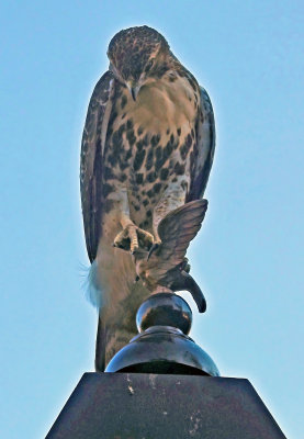 Juvenile Red-Tailed Hawk Grasping an American Eagle Lamp Finial