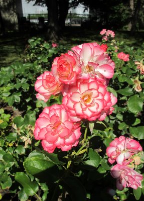 Rose Garden - Montreal Botanic Garden
