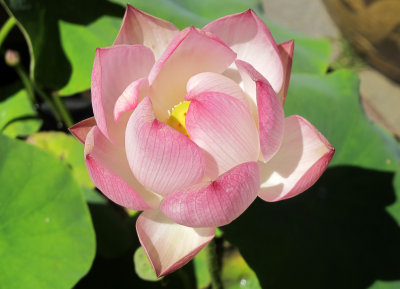 Lotus Blossom - Chinese Garden